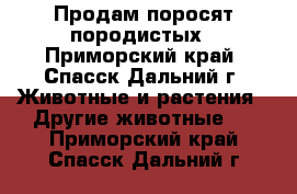 Продам поросят породистых - Приморский край, Спасск-Дальний г. Животные и растения » Другие животные   . Приморский край,Спасск-Дальний г.